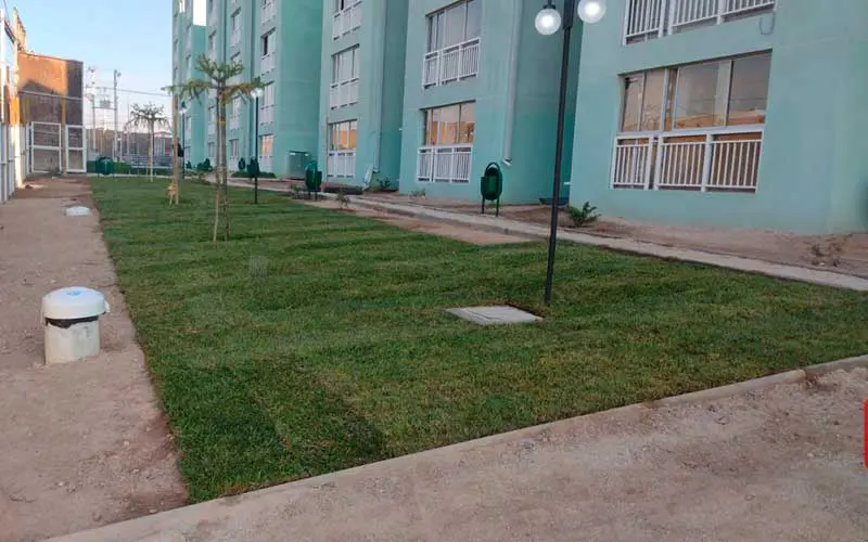 las-araucarias-2